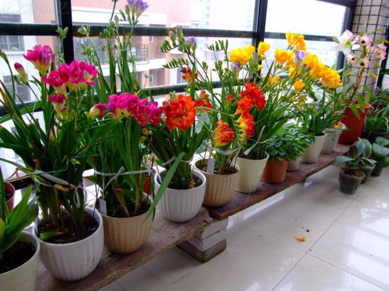 香雪兰怎么养?教你"1招",1盆变多盆,年年开花多,又香又美