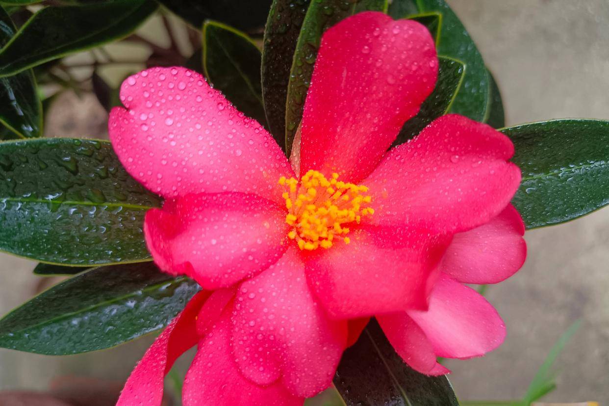 "四季茶花"这样养,花型也好看,花色也鲜艳,四季开花好喜庆