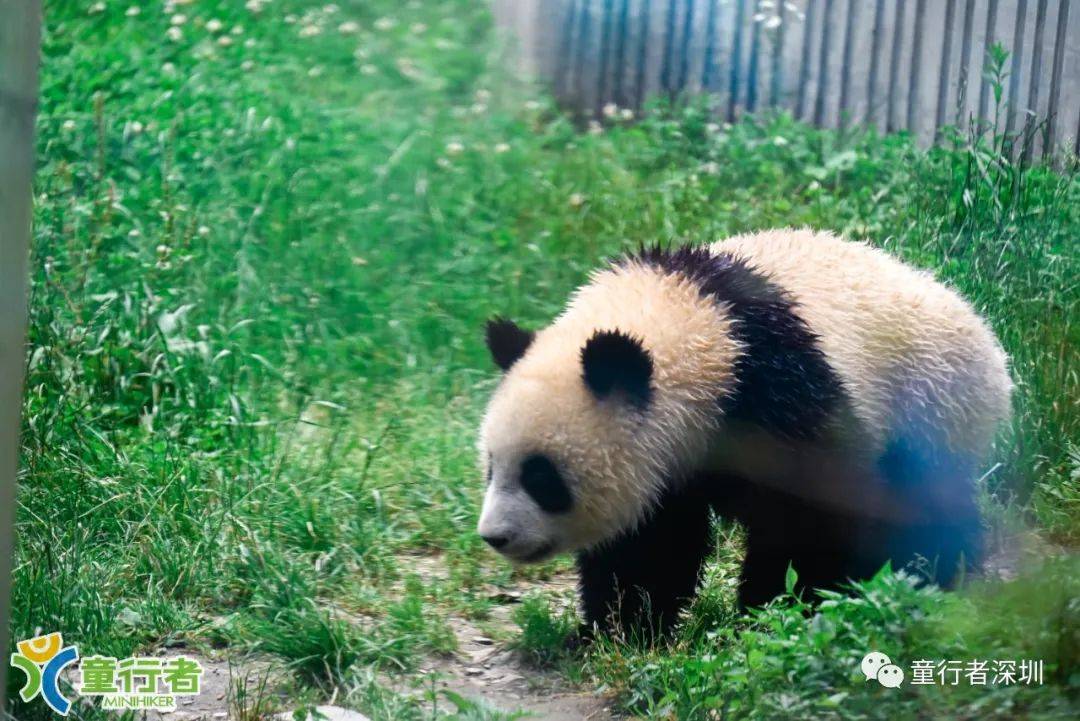 葛氏郊熊猫图片