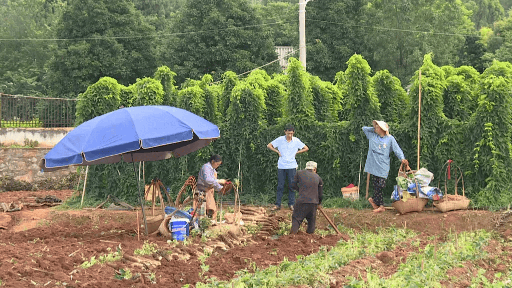 石屏:山药丰收 喜悦满田_村民_松村_种植户