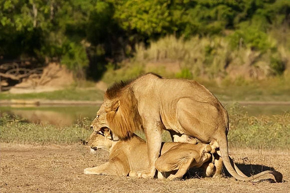 狮子_狮群_结构