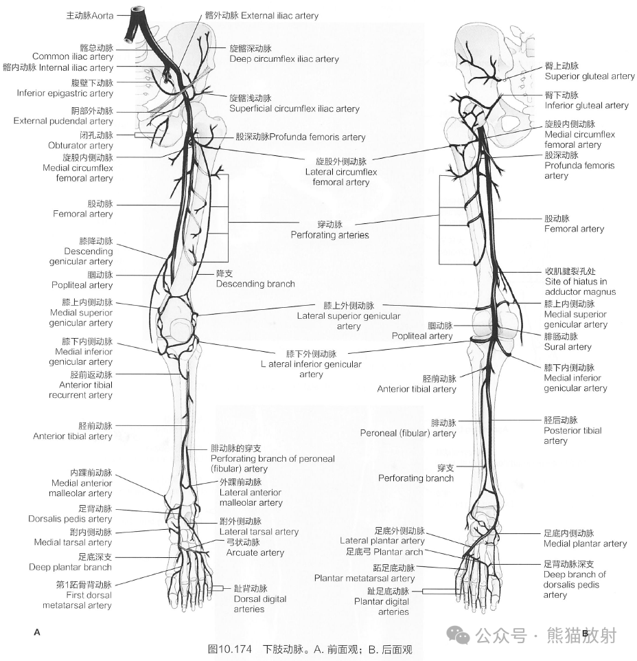 下肢动脉断层解剖图图片