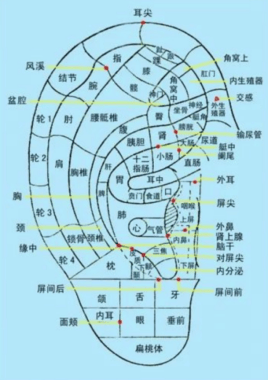 耳豆位置图图片