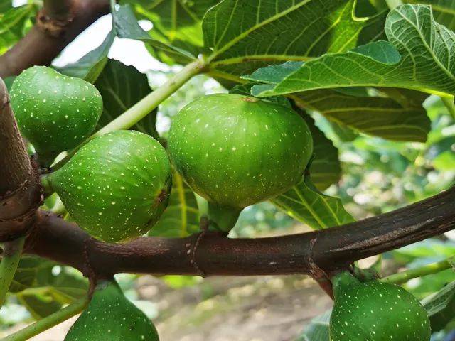 山东威海青皮无花果,软糯香甜,一咬流蜜,一年只能吃2次!