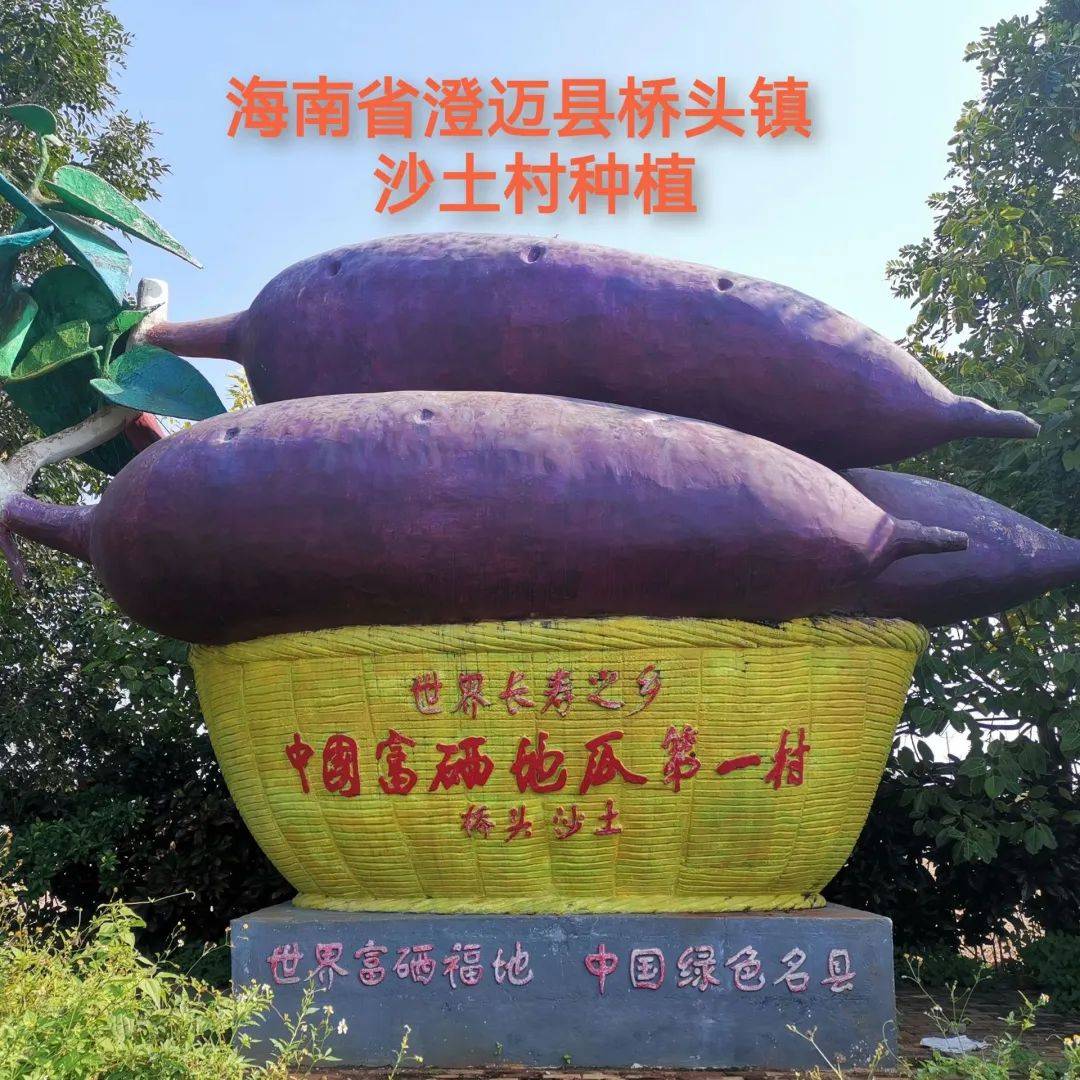 「澄迈桥头地瓜」直送家门口,让你足不出户也能吃到粉糯甜的桥头地瓜!
