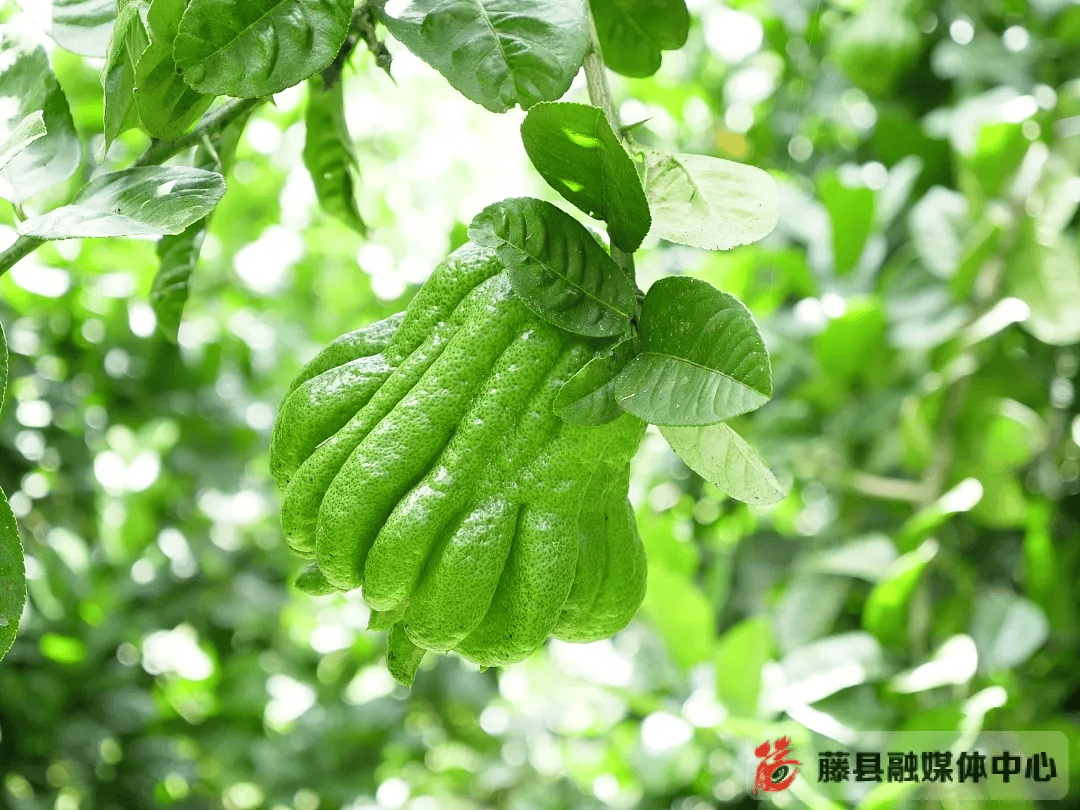 太平镇千亩佛手,以"产业"之光照亮振兴之路