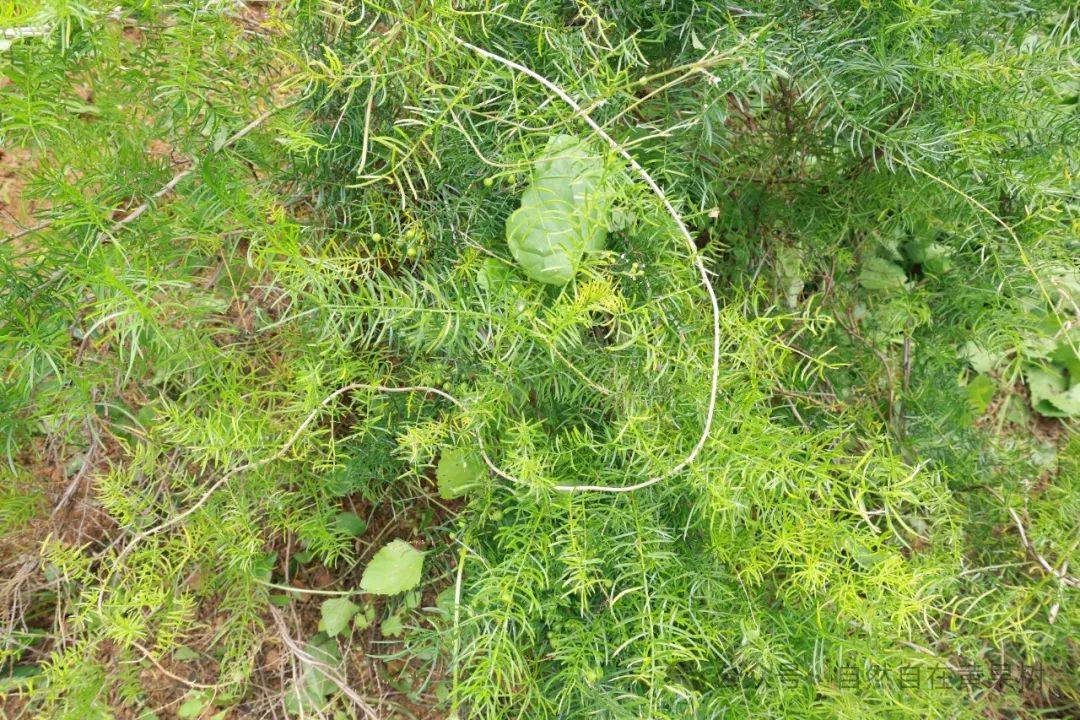 黄果树旅游区白水镇乌拉村:天门冬种植带动村民增收_中药材_土地_经济