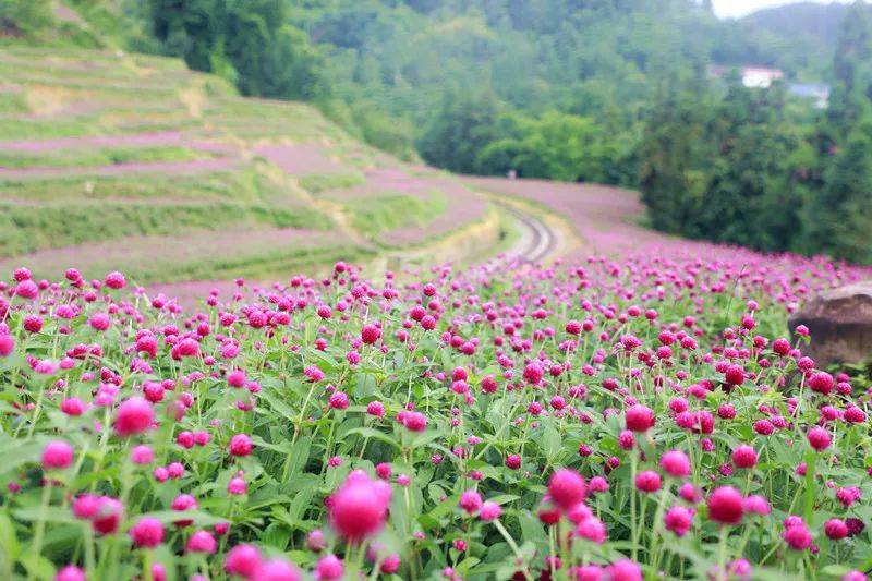 乐山这里的千日红开得正好_花海_嘉阳_版权