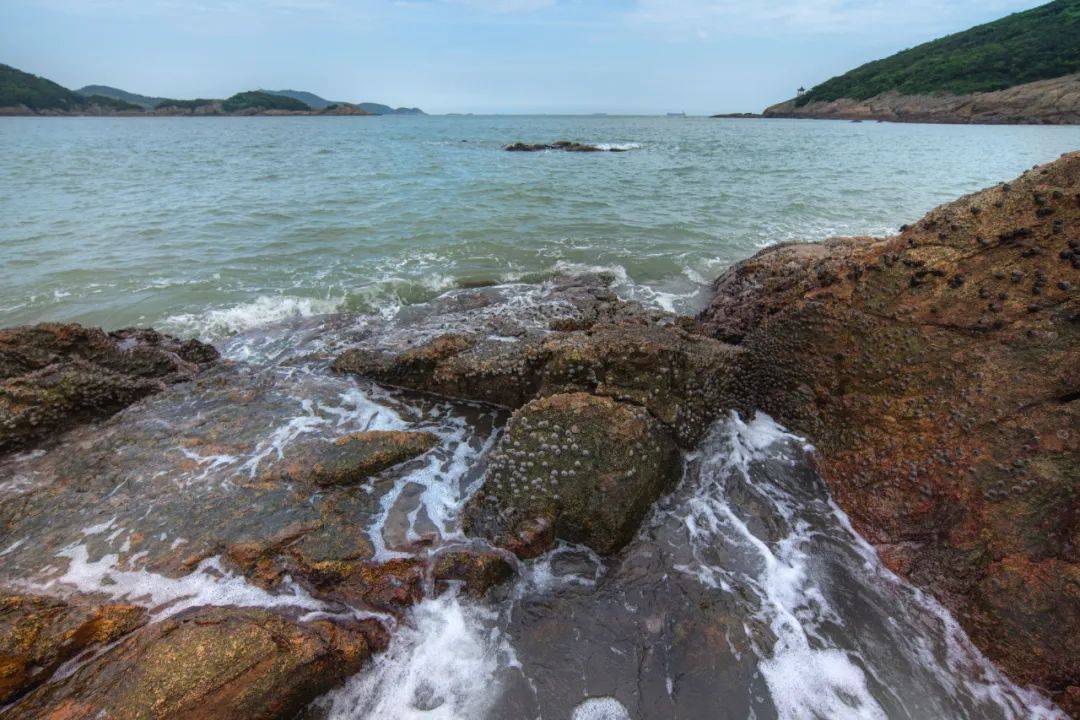 除了黄螺,芝麻螺