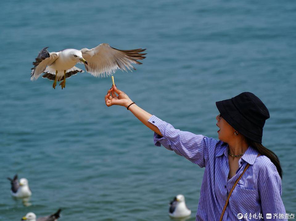 海边喂海鸥的图片图片