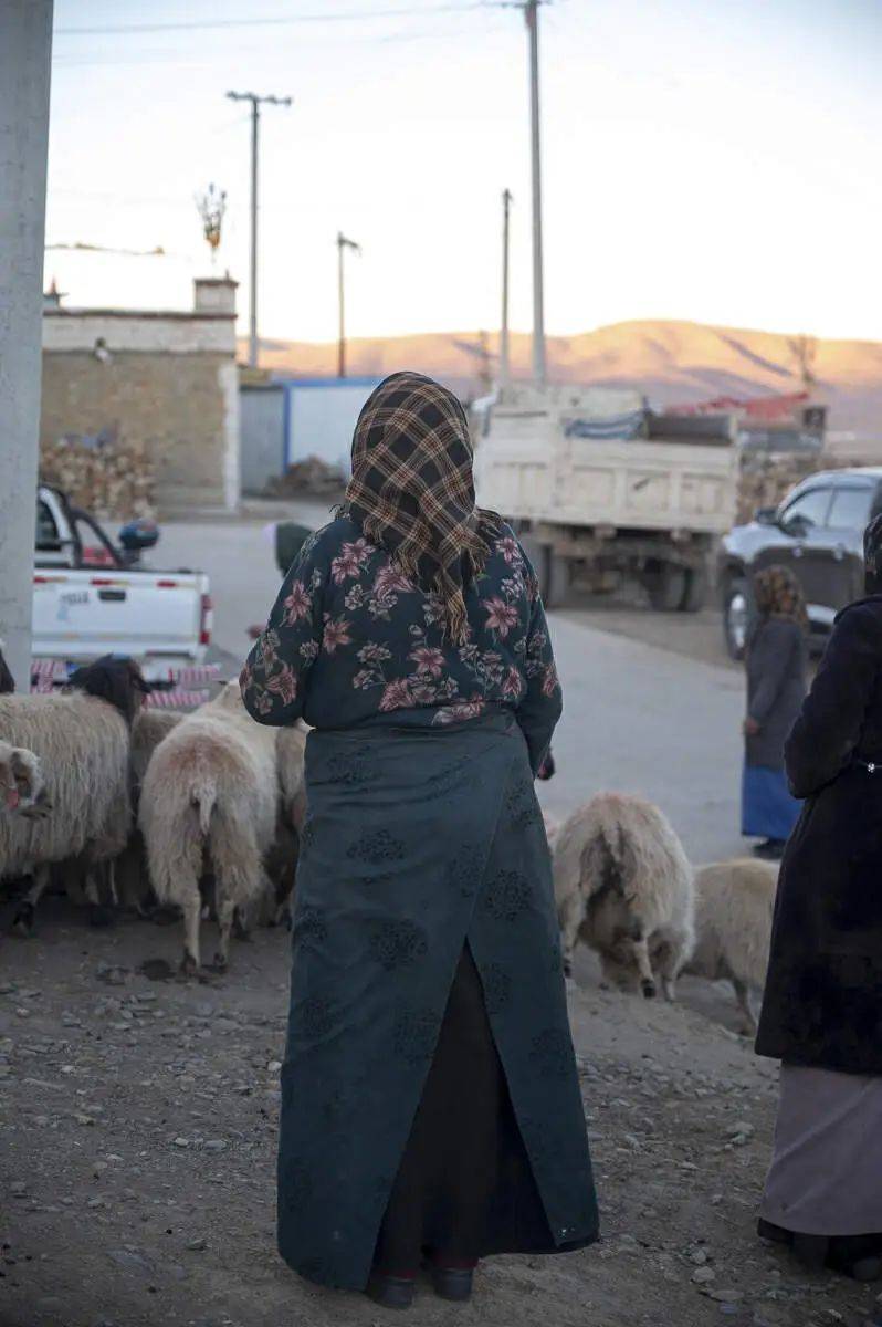 哲古镇:风,牛羊,发电机