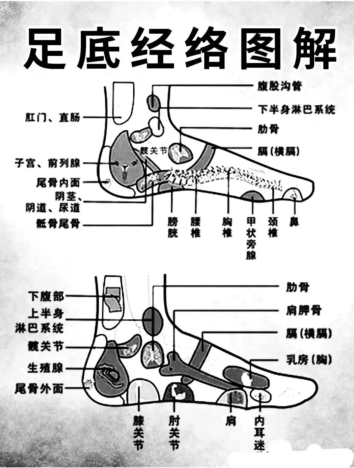 解锁健康密码 足底经络图解