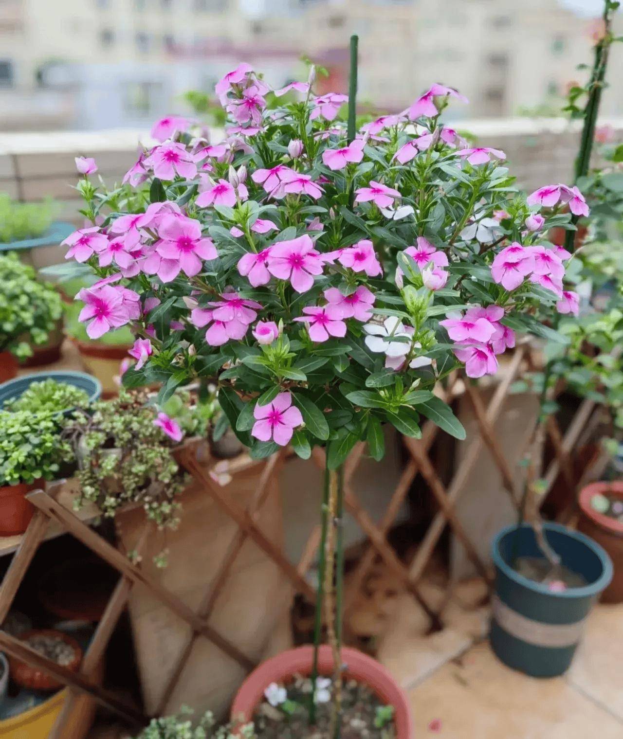 新买的长春花,3个月养成了一棵大花树,原来她用了这个方法!