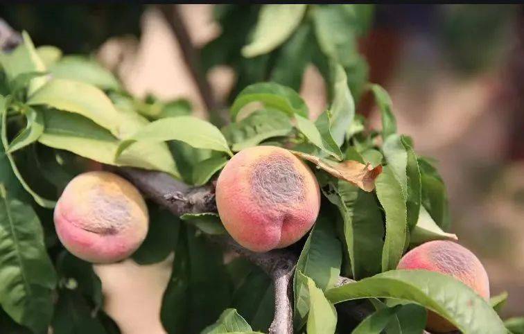 林果科技大讲堂果园发生日灼的症状原因及防治措施