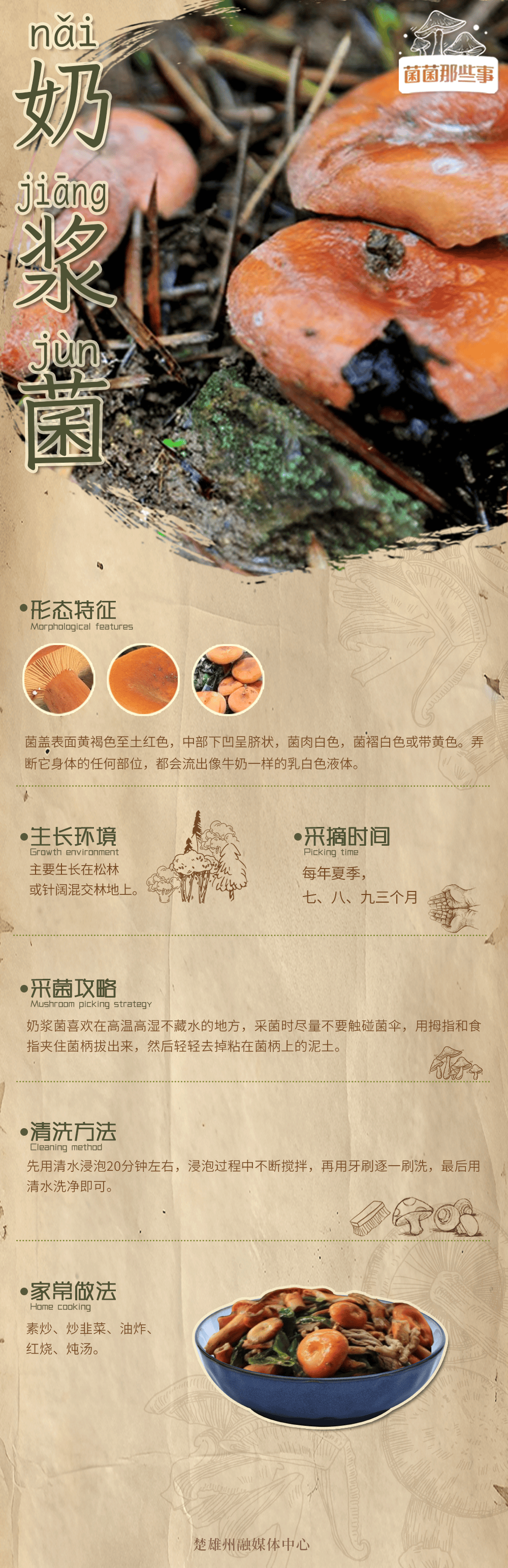 奶浆菌:柄脆盖黄自带隐藏技能