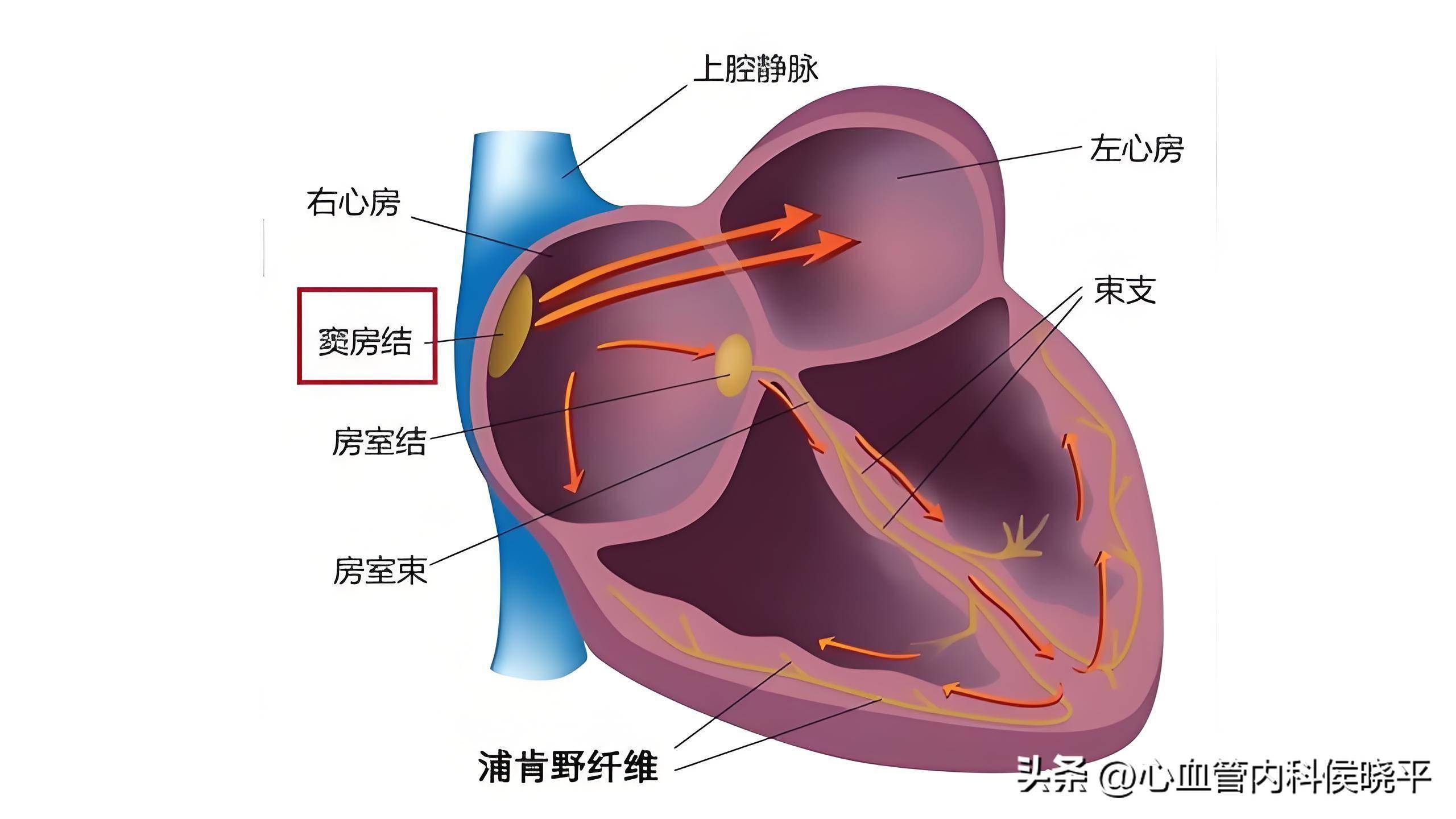 窦性心律是什么心律?