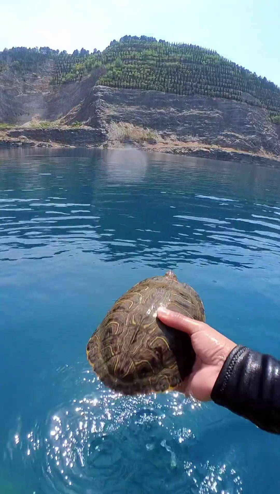 今天不遛鱼遛乌龟 爱护大自然保护野生动物 带着insta360拍vlog 夏天