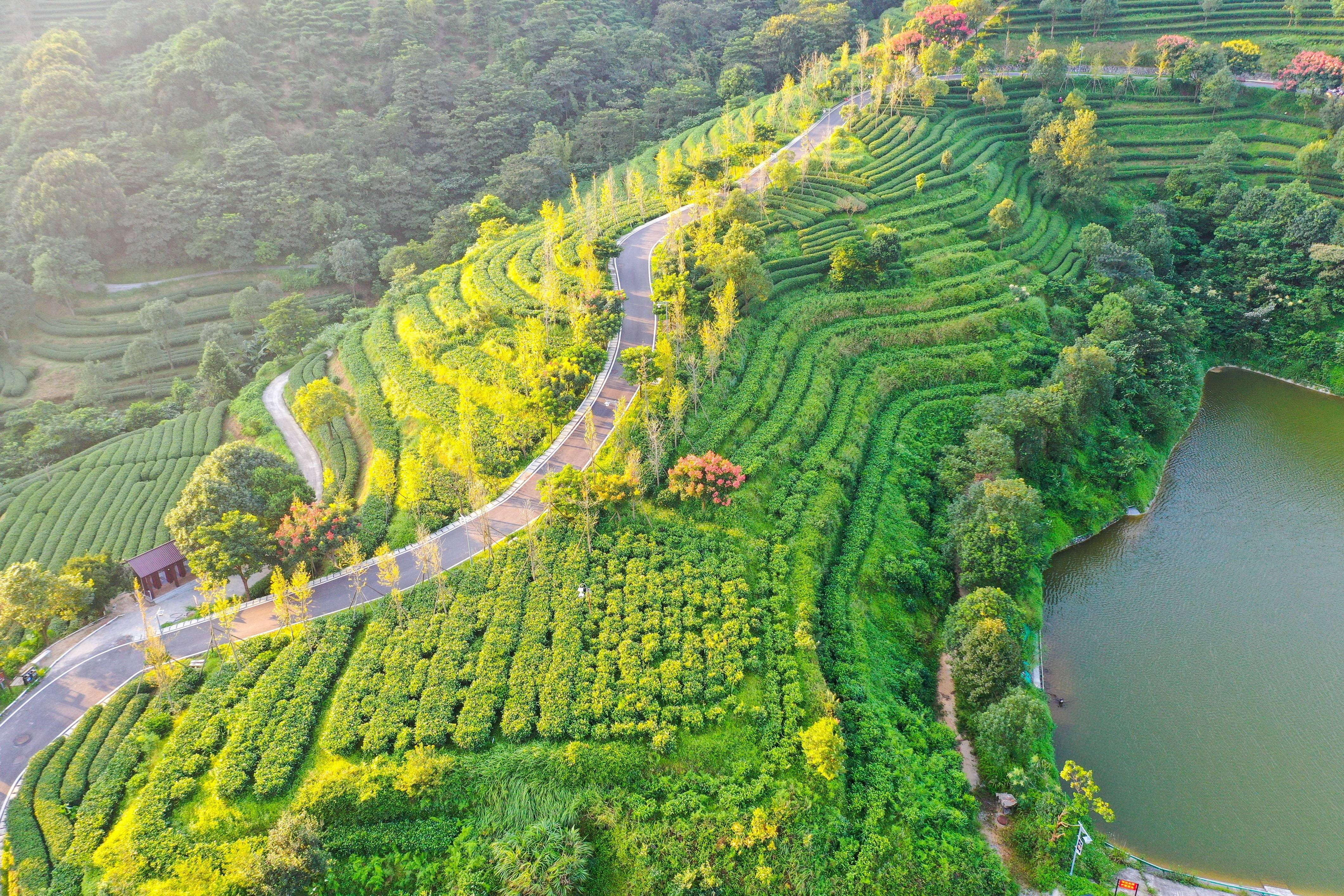 走进乡野,看云浮10条乡村振兴示范带建设成效