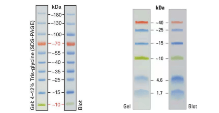 蛋白marker条带图250图片