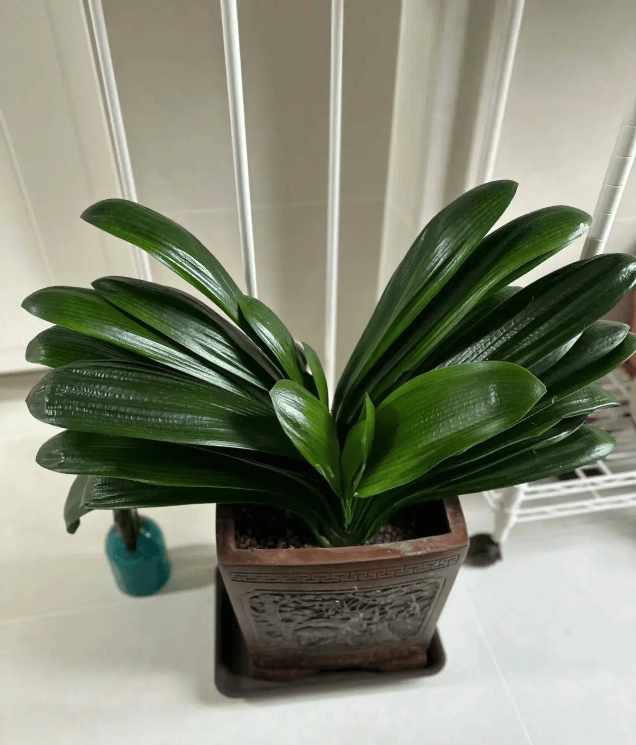 开花_玉树_君子兰