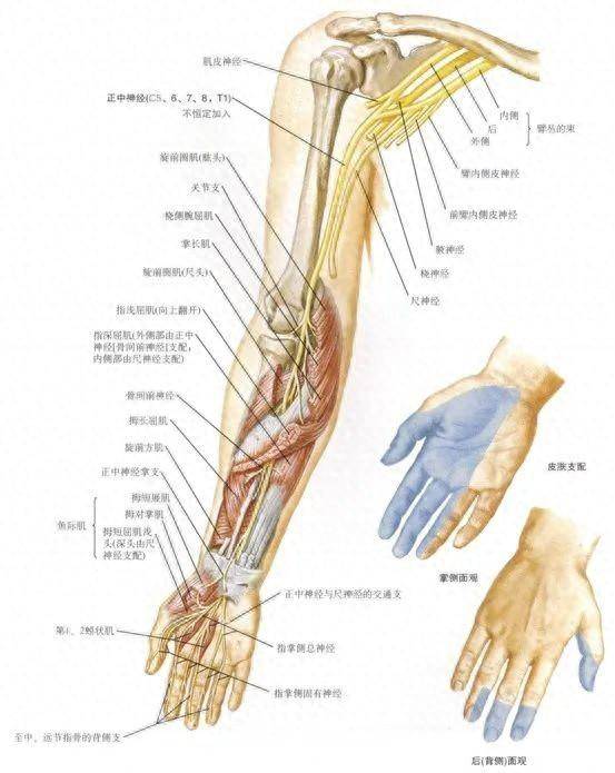 背部神经支配图图片