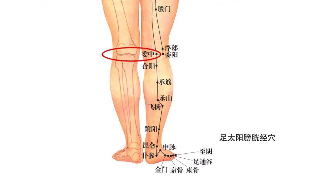 腿部后面经络图片