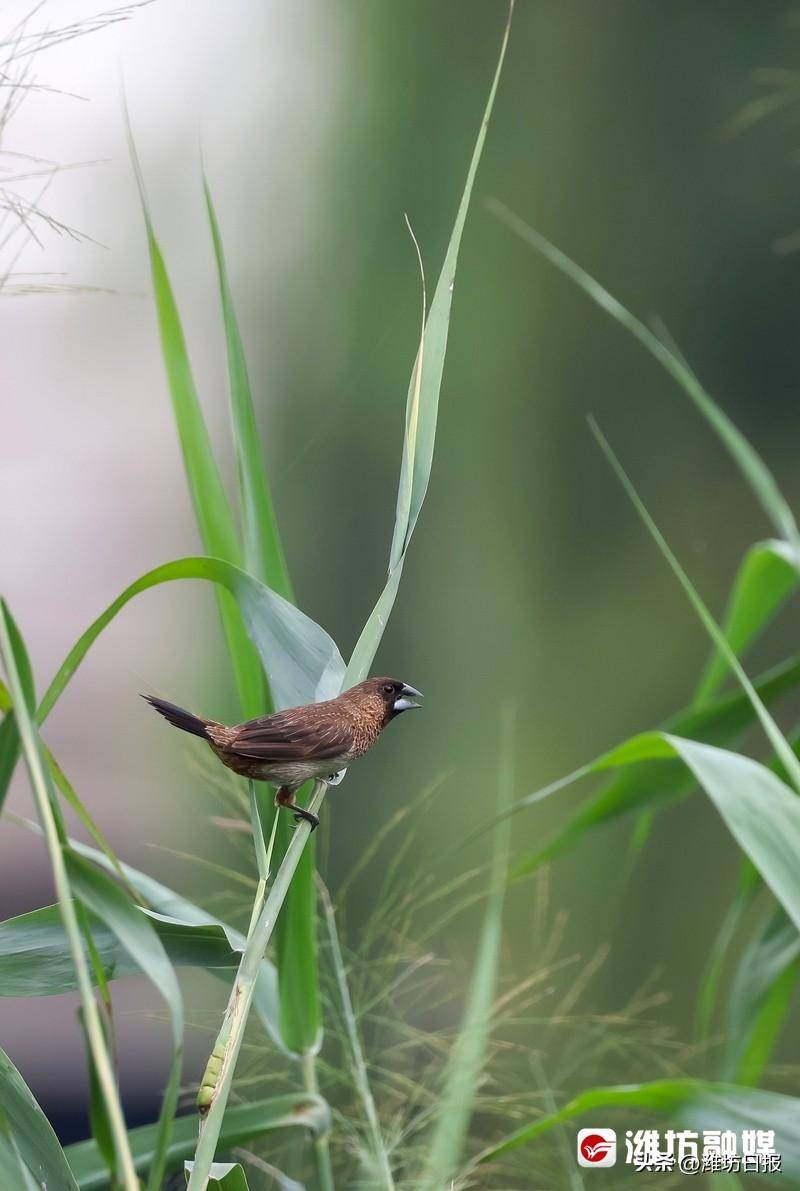 【更好潍坊】追鸟 | 白腰文鸟:嘘～嘘～叼根芦苇花去垒窝