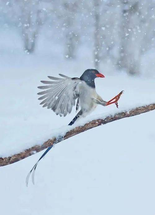 这组雪中的小鸟,太美了!