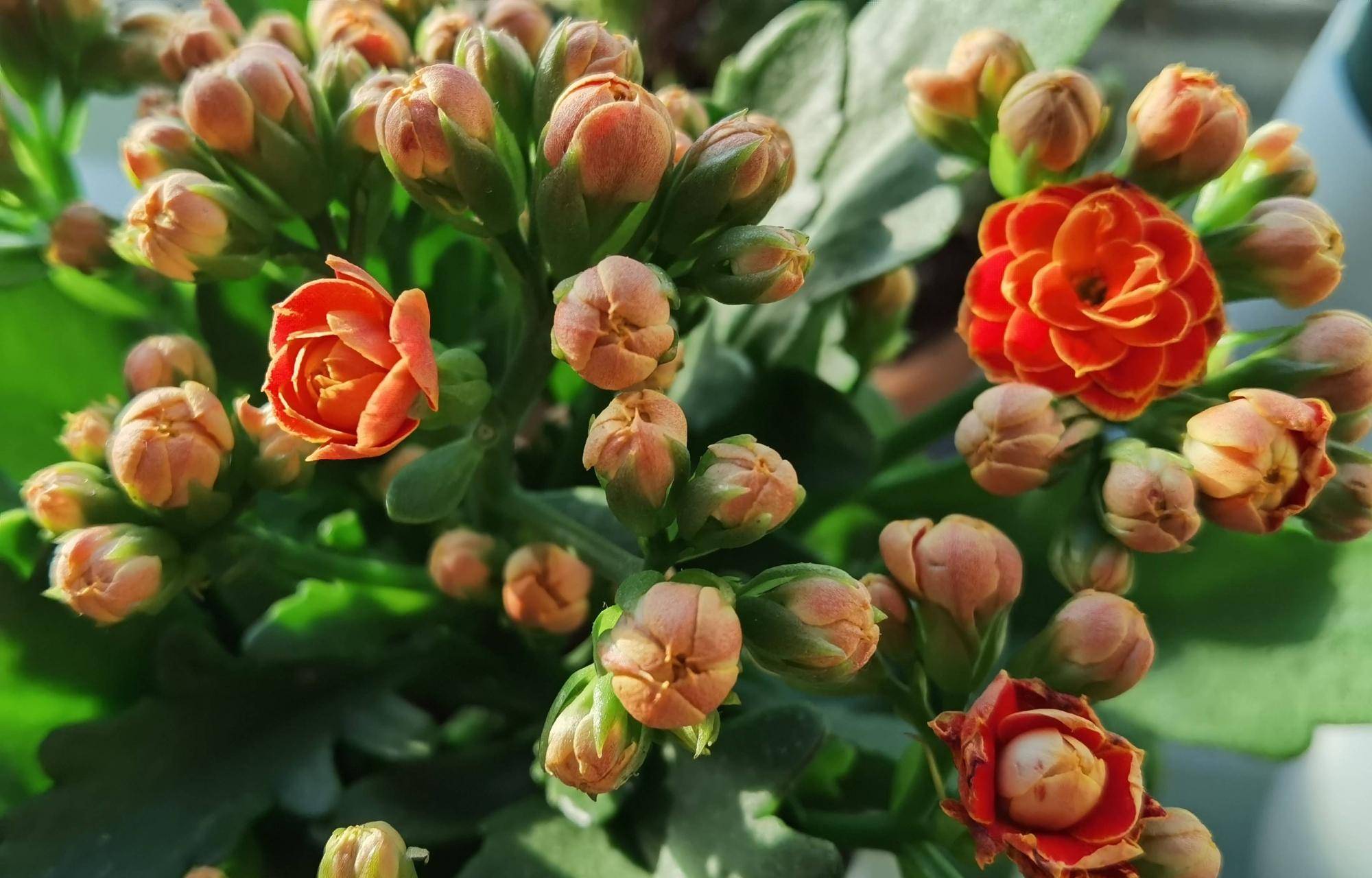 养长寿花,做好"3件事",又壮又旺,花苞多,漂亮威武变老桩