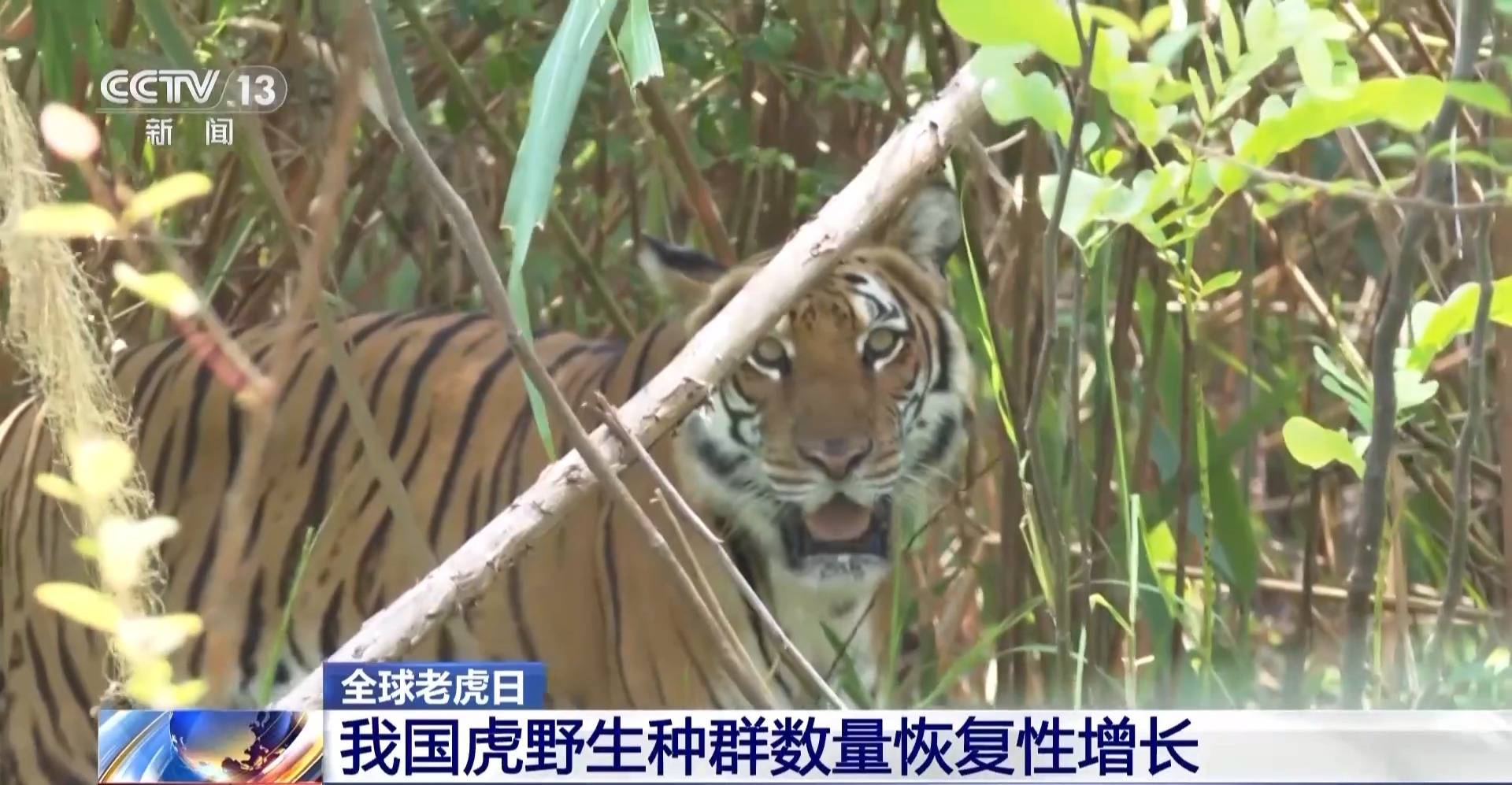 护虎生威 我国虎野生种群数量恢复性增长