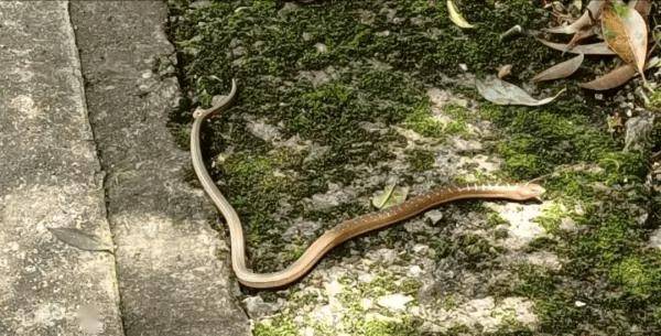 浙江大叔山上挖到"山鳗"?不是蛇!竟然是濒危动物