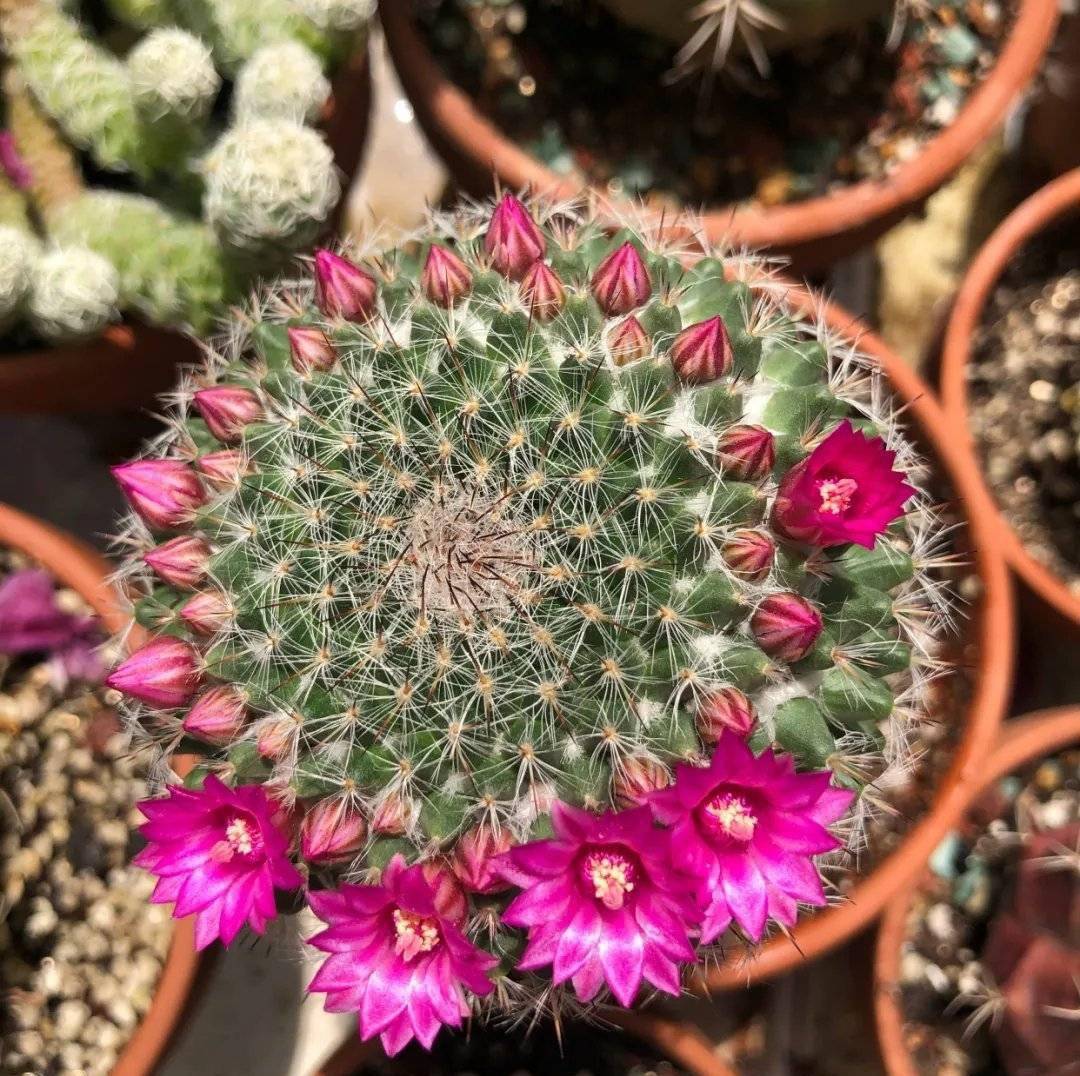 养好玉翁有"3招",每年都开花,上百朵很漂亮,耐旱又好养