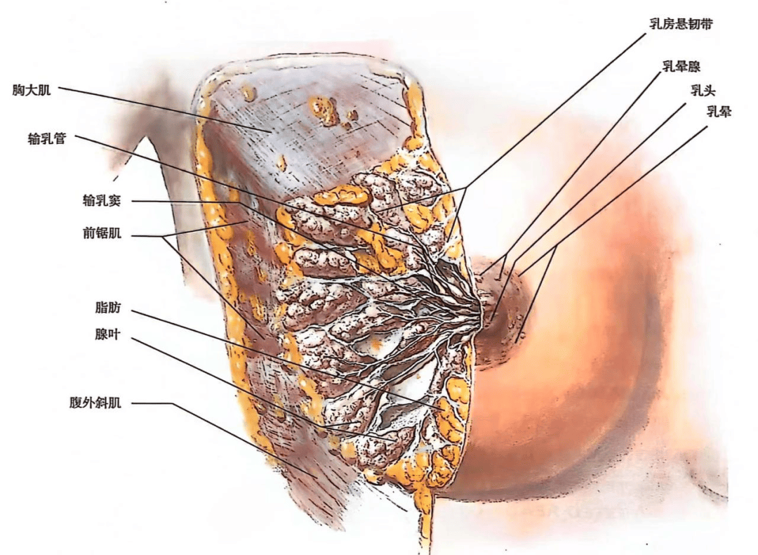 乳晕腺图片