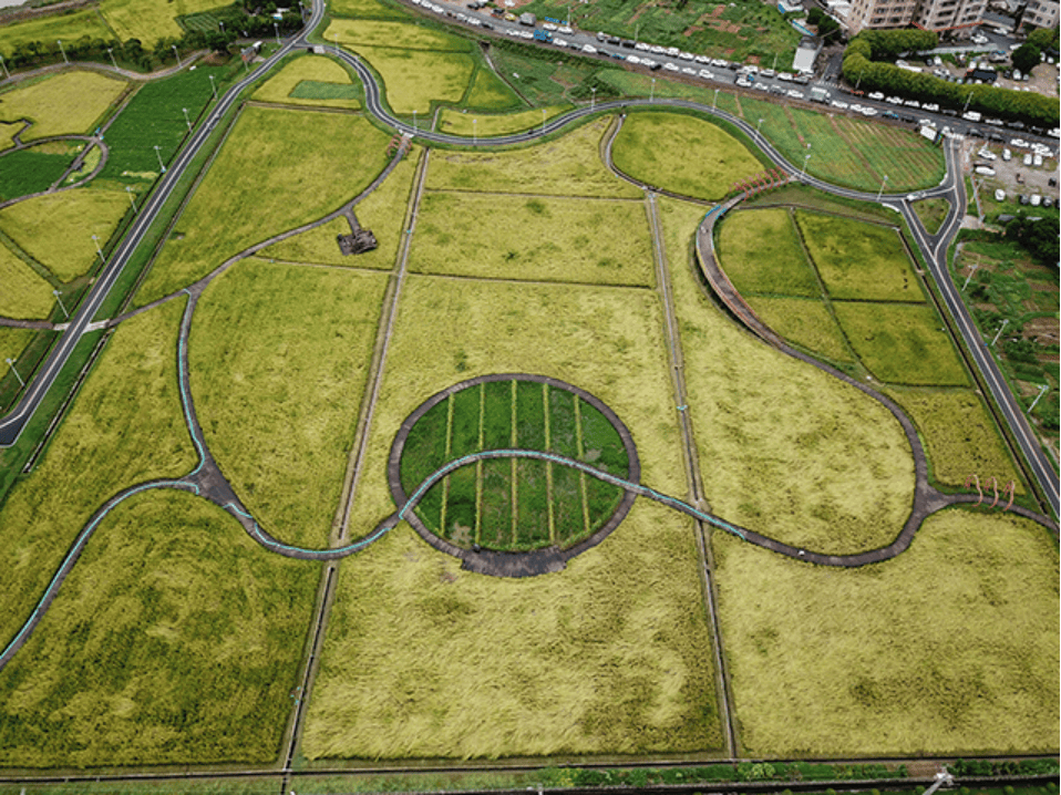 东莞凤岗:田园好"丰"景,大学生收割忙_活动_稻田_稻穗