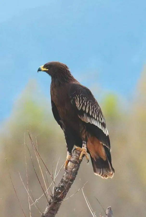 生物多样性科普|乌雕