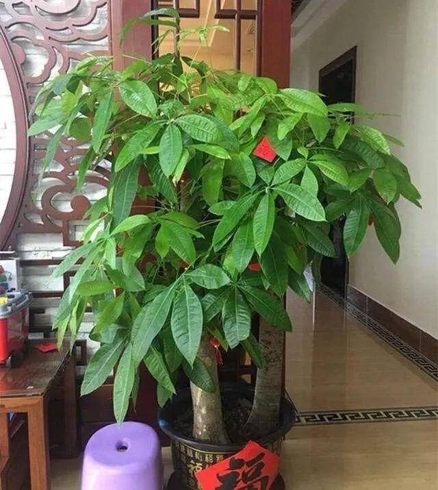发财树不难养,牢记"3点",一年四季枝叶多,绿油油,财运旺