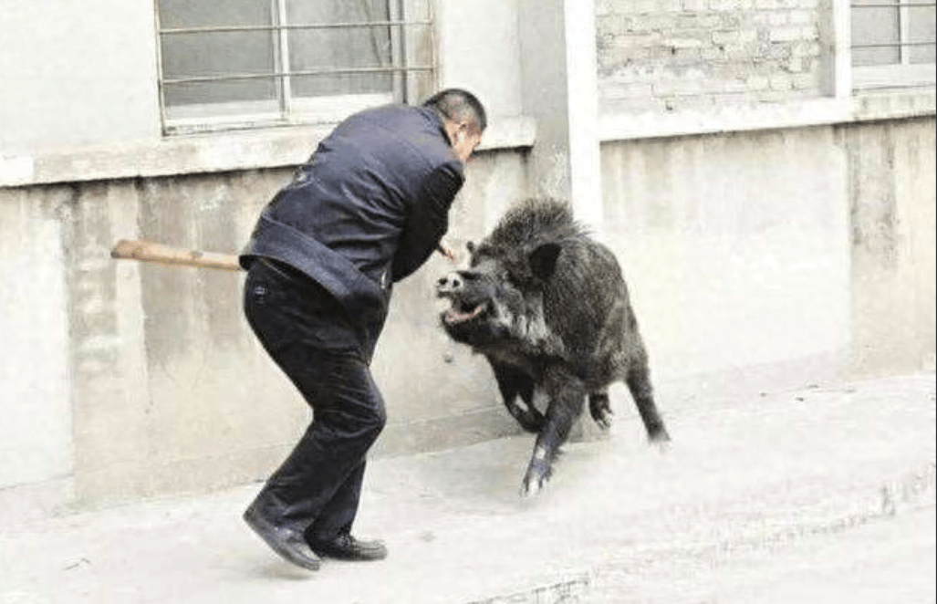 浙江野猪泛滥成灾图片