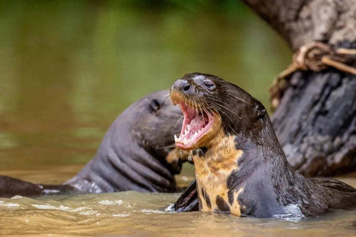 巨型水獭现身亚马逊雨林,体长超1.8米,号称"鳄鱼杀手"