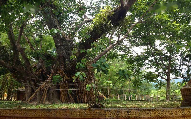云南发现一棵3000年菩提树,树腰长出"大手",伸进了峭壁石缝