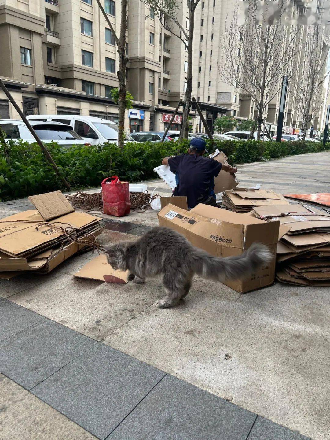 收破烂的爷爷捡了只缅因猫网友小猫最喜欢纸盒对猫说爷爷就是大