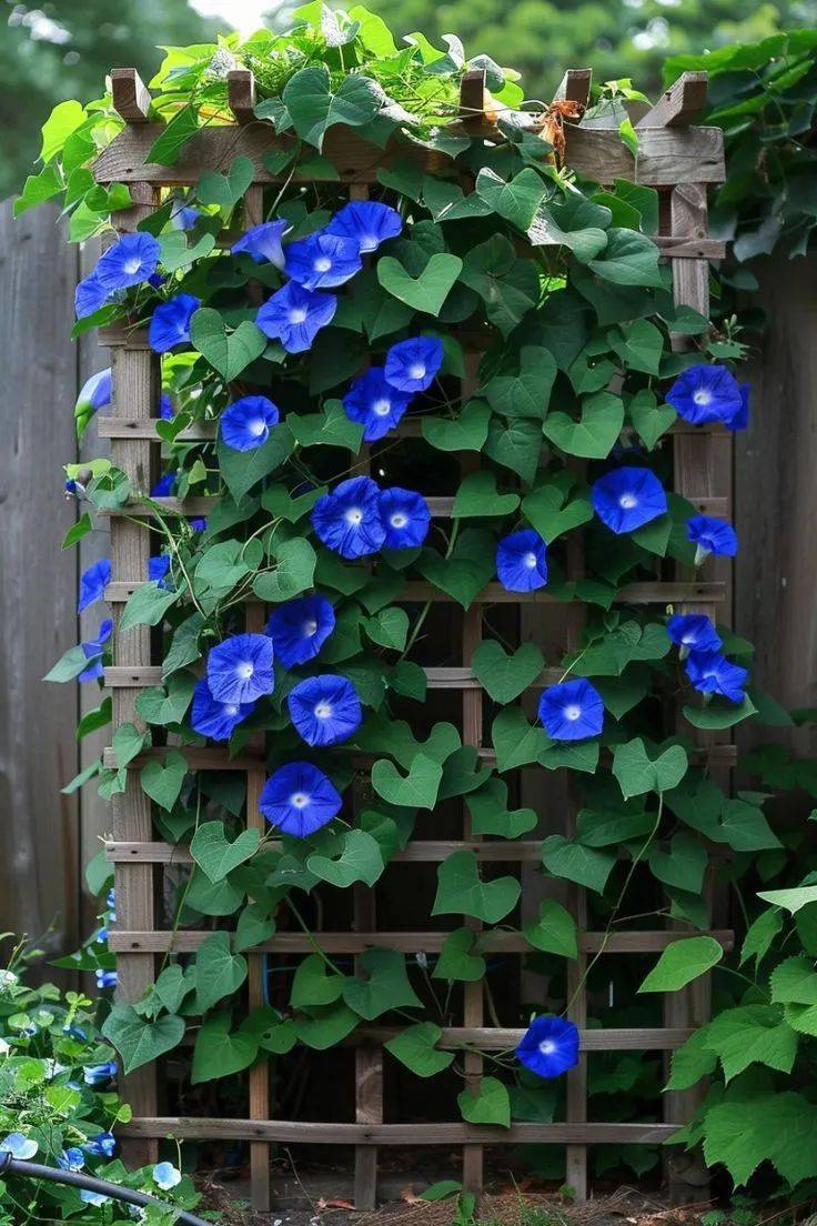 没想到小小牵牛花,竟能惊艳整个夏天!