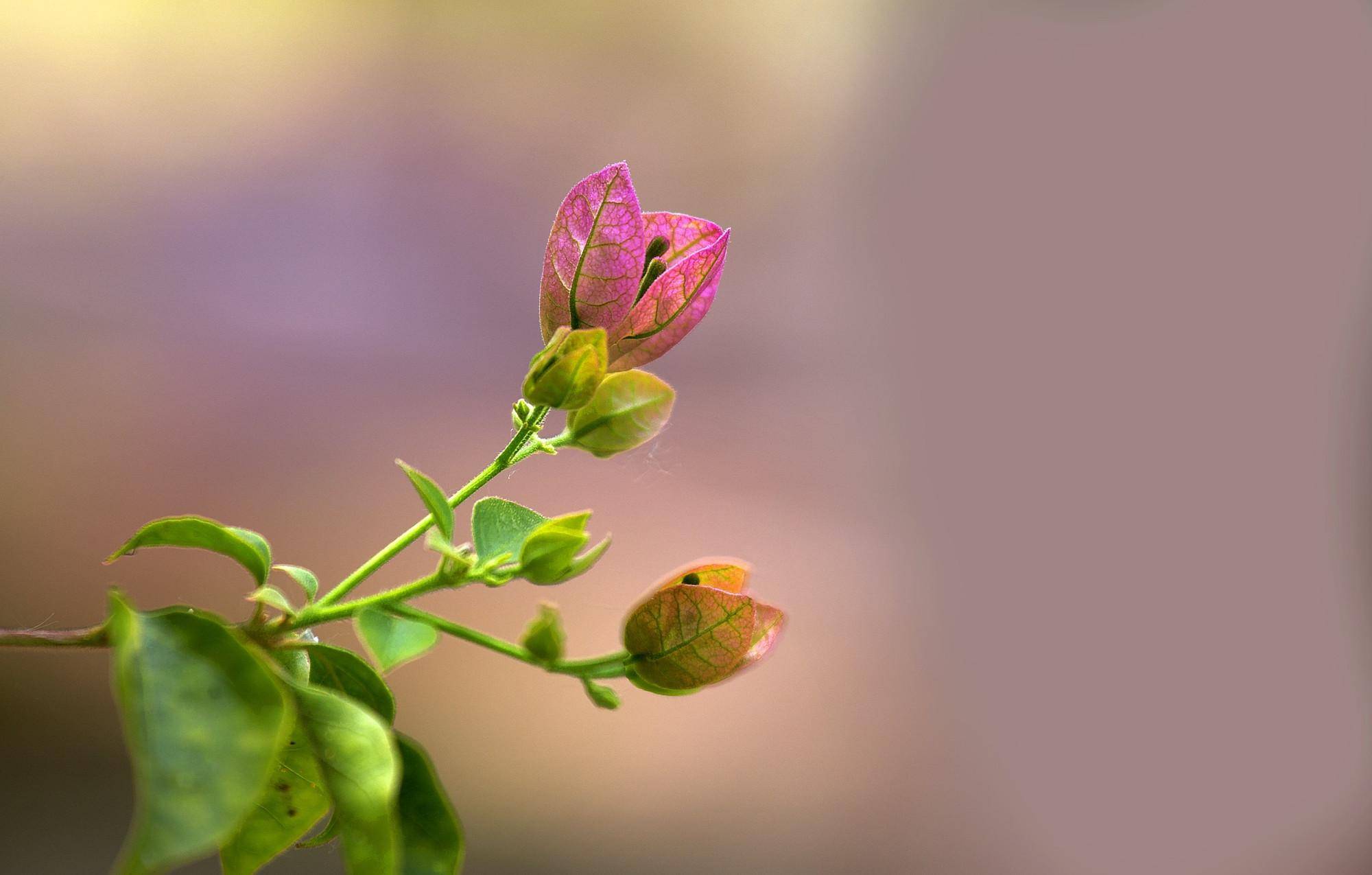 6种花是夏必旺