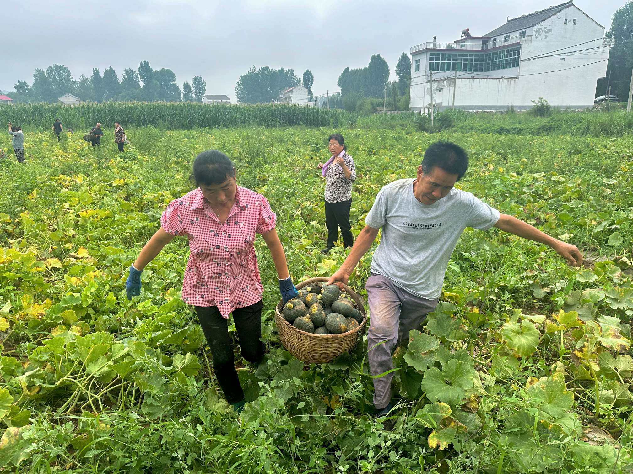 洛南:贝贝南瓜成为增收"小金瓜"_种植_江宁区_南京市