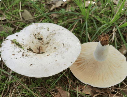 识别要点:白蘑菇,小短腿,盖下凹,褶密排