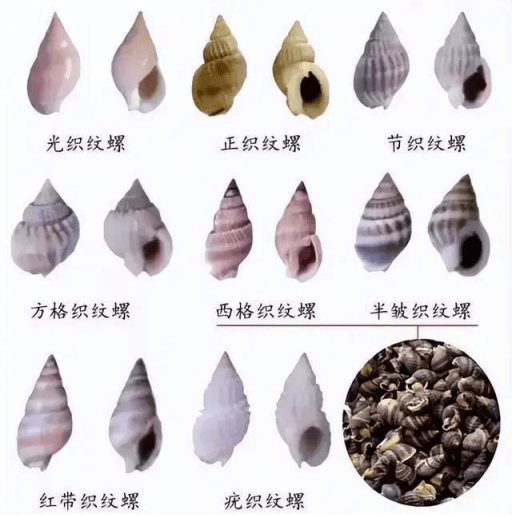 海钉螺简介图片