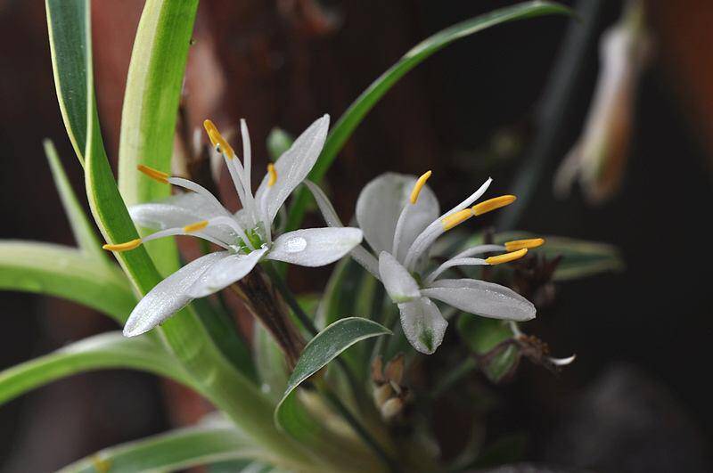 吊兰不开花?3个养护"小技巧",抽穗疯长,半年不到养开花!