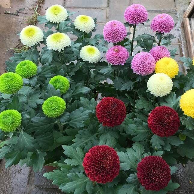 "4种花"不怕冷,好养活,开花好有爆发力,冬季照样开爆盆