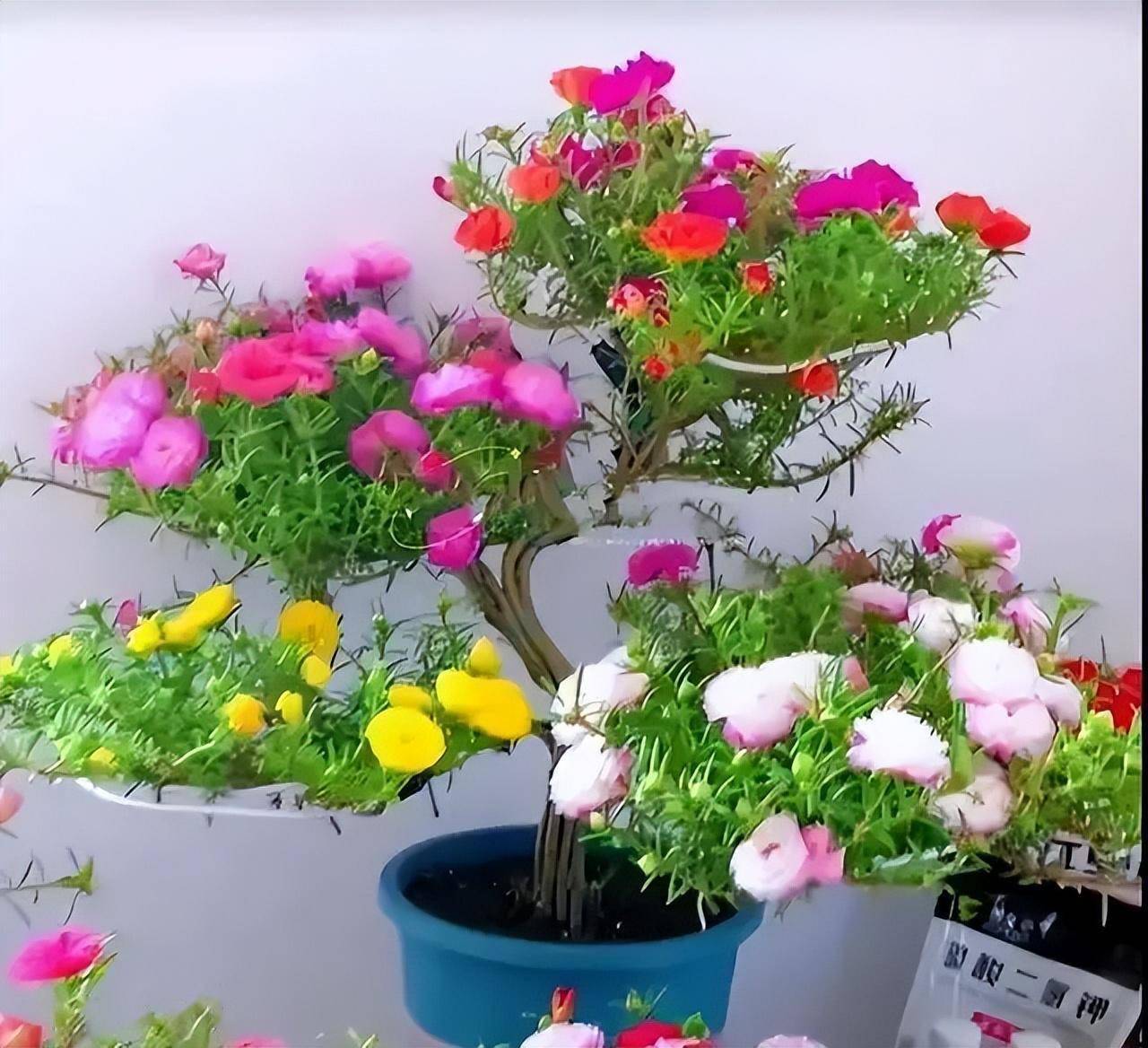 重瓣宿根的太阳花,虽然不结种子, 要年年扦插,但是,可以做成各种造型