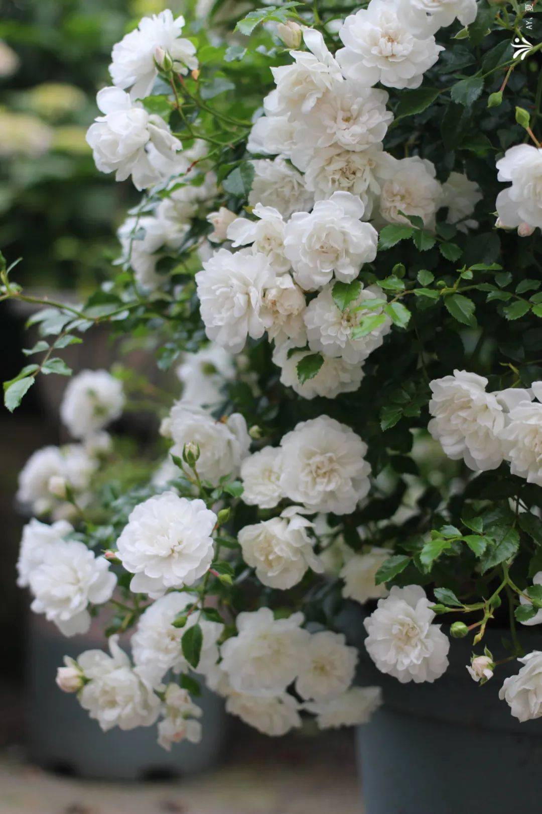 今年的最美月季,被他们种出来了!_品种_女王_瑞典