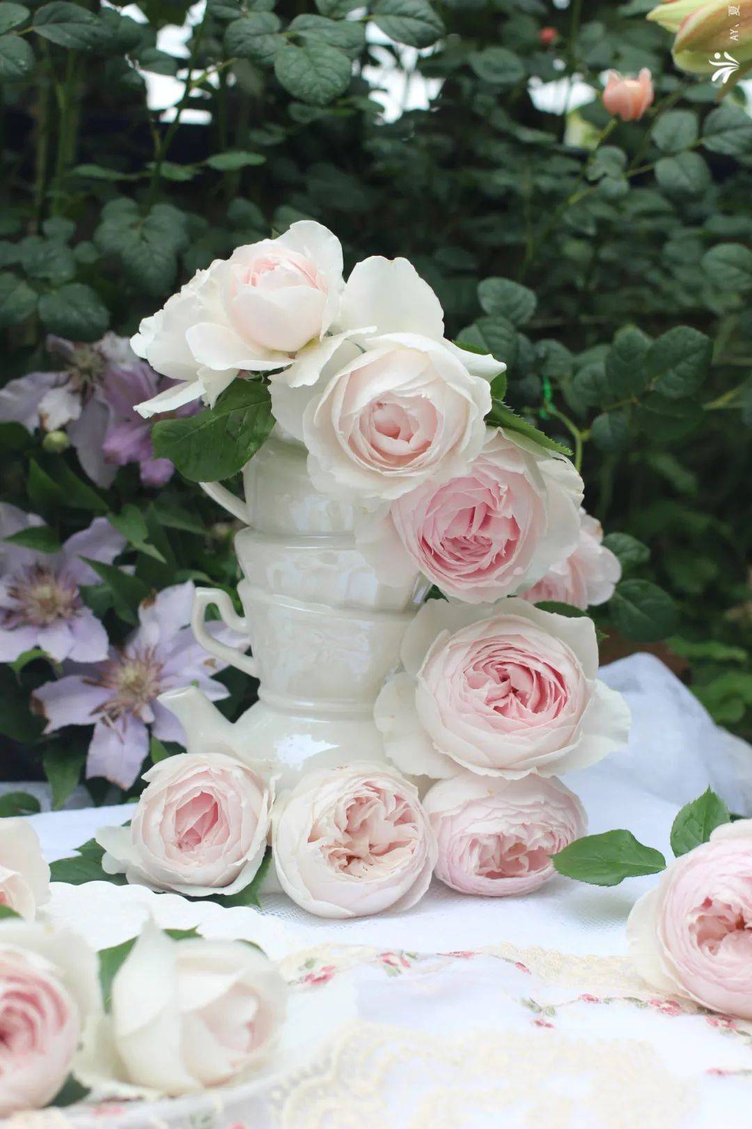 今年的最美月季,被他们种出来了!_品种_女王_瑞典